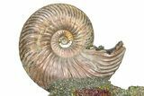 Iridescent Pyritized Ammonite (Quenstedticeras) Fossil Display #368830-1